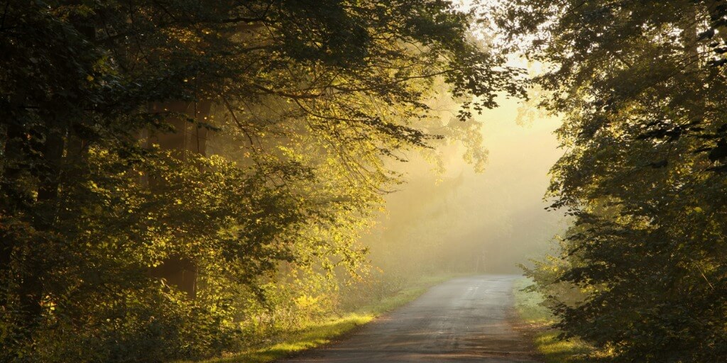 tunnel of trees with sunlight at end for grief on the frontlines