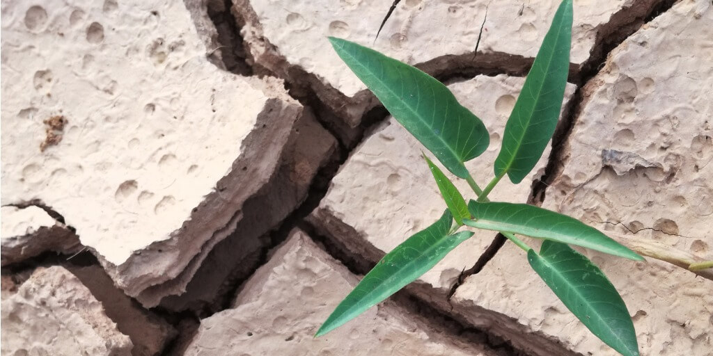 green plant growing from dry cracked ground representing compassion fatigue, vicarious trauma and burnout