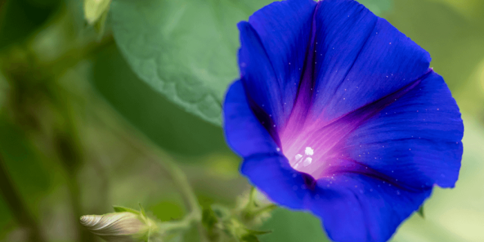 close up of blue morning glory flower