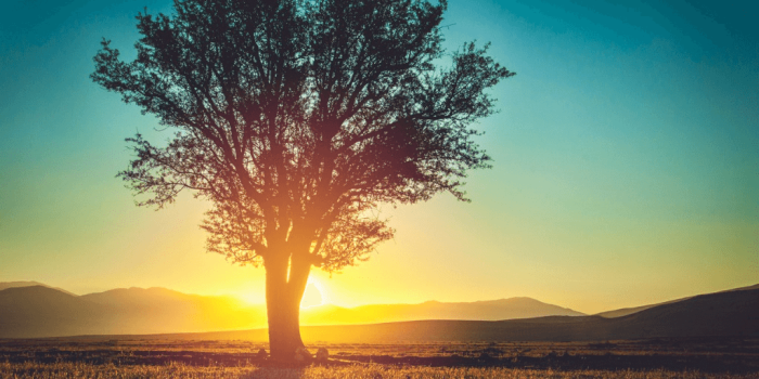 single tree with sunrise and hills in the background