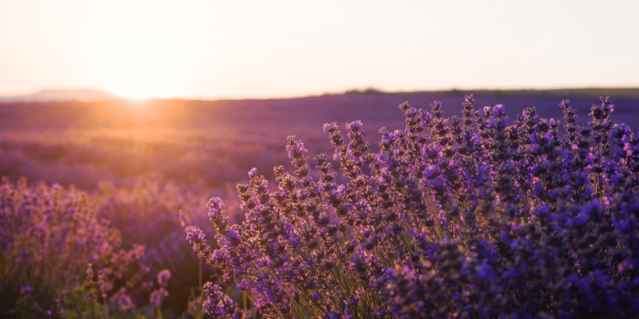 filed of lavender with sunrise in background