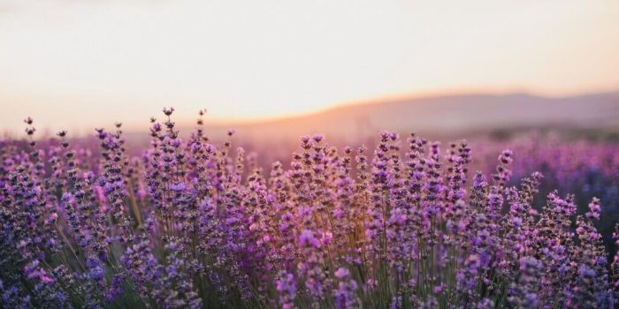 field of lavender with sunrise in background