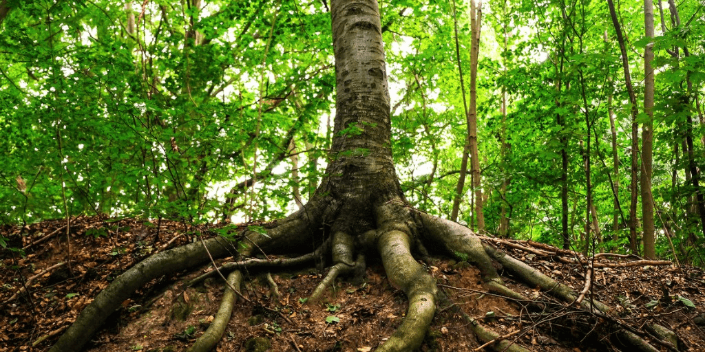 green tree with roots showing for Trauma treatment for addiction recovery