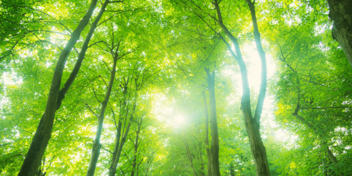 trees with natural light shining through for self-inquiry for self-supervision and wellbeing